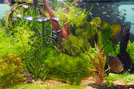 aquarium plants